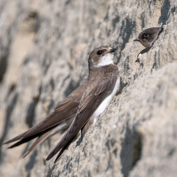 Uferschwalbe