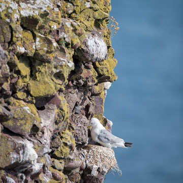 Black-legged Kittiwake