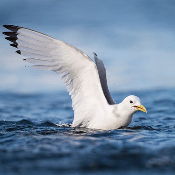 Black-legged Kittiwake