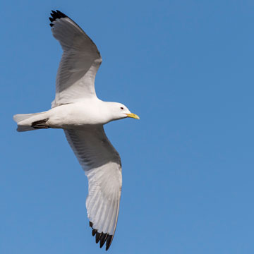 Black-legged Kittiwake