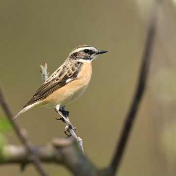 Braunkehlchen