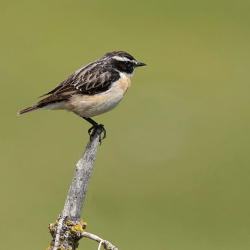 Braunkehlchen