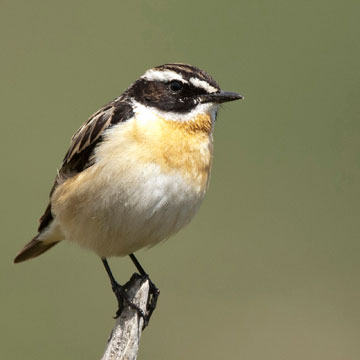 Braunkehlchen