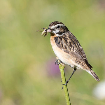 Braunkehlchen