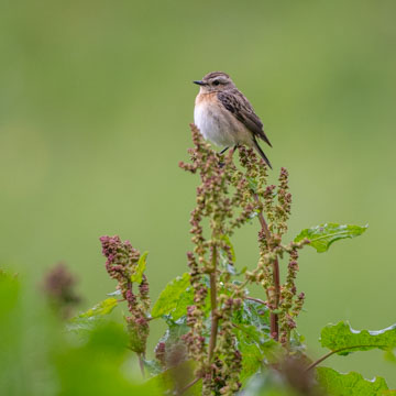 Braunkehlchen