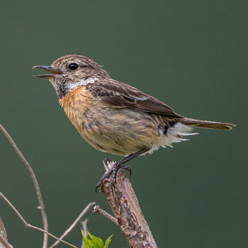 European Stonechat