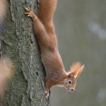 Red Squirrel