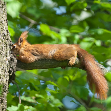 Red Squirrel