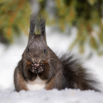 Red Squirrel