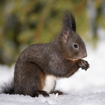 Red Squirrel