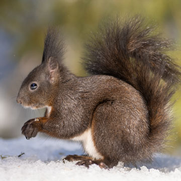 Red Squirrel