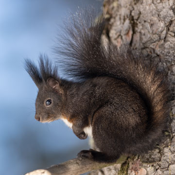 Red Squirrel