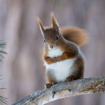 Red Squirrel