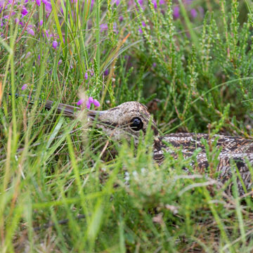 Eurasian Woodcock