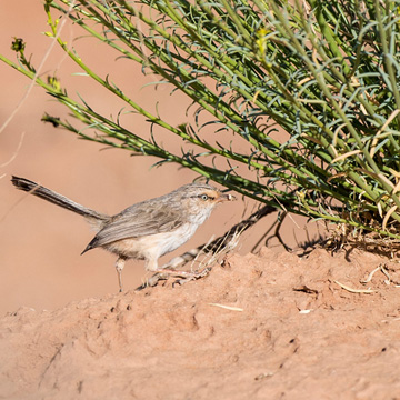 Streaked Scrub Warbler