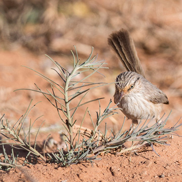 Streaked Scrub Warbler