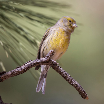 Atlantic Canary