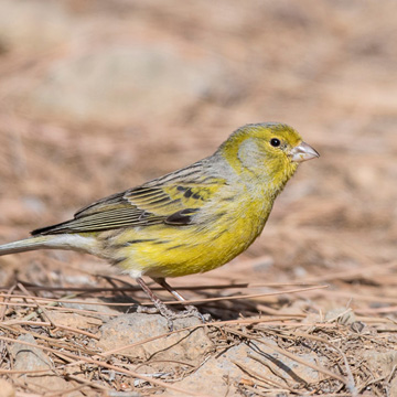 Atlantic Canary