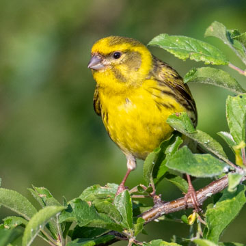 European Serin