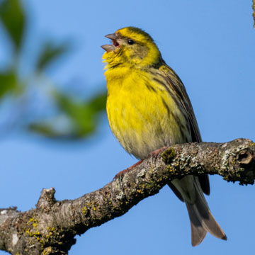 European Serin