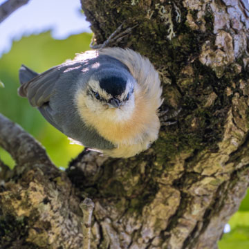 Algerian Nuthatch