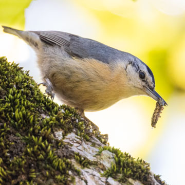 Algerian Nuthatch