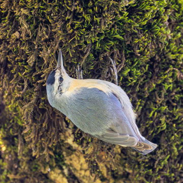 Algerian Nuthatch