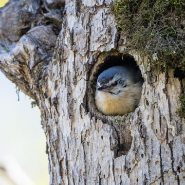 Algerian Nuthatch