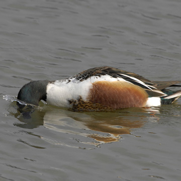 Northern Shoveler