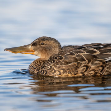 Northern Shoveler
