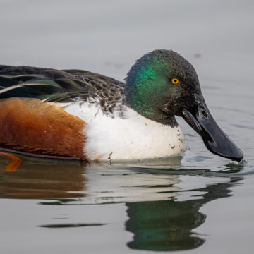 Northern Shoveler