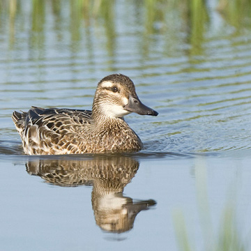 Garganey