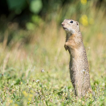 European Ground Squirrel