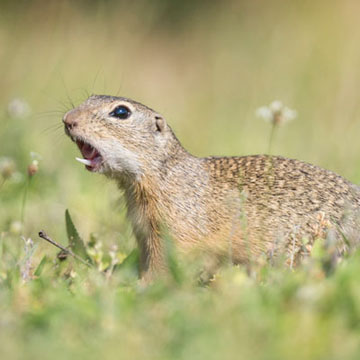 European Ground Squirrel