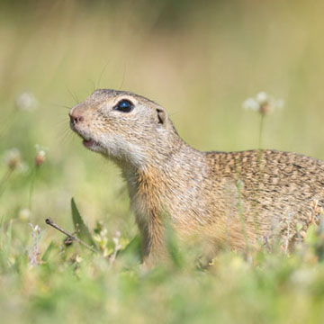 European Ground Squirrel