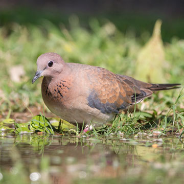 Laughing Dove