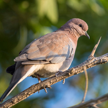 Laughing Dove