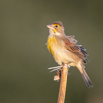 Dickcissel