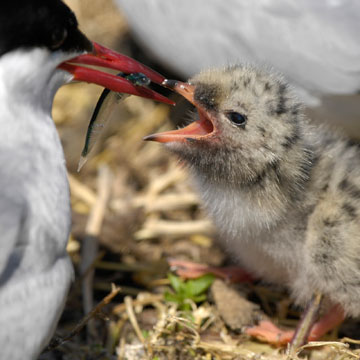 Arctic Tern