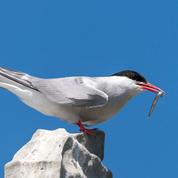 Arctic Tern