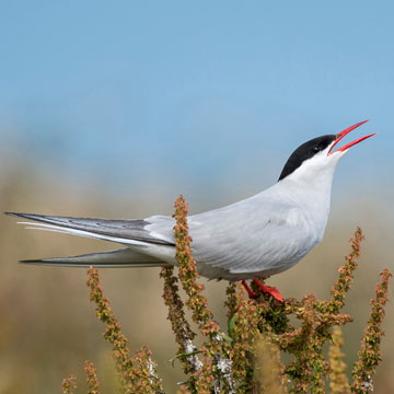 Arctic Tern