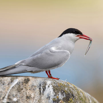 Arctic Tern