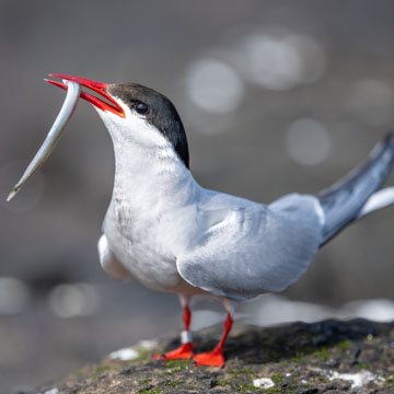 Küstenseeschwalbe