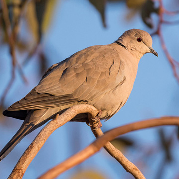 Eurasian Collared Dove