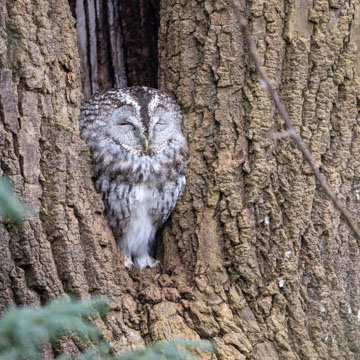 Tawny Owl
