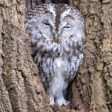 Tawny Owl