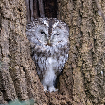 Tawny Owl