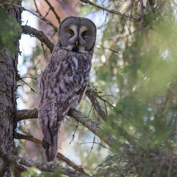 Great Grey Owl