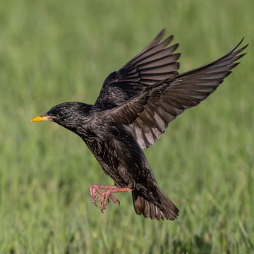 Spotless Starling