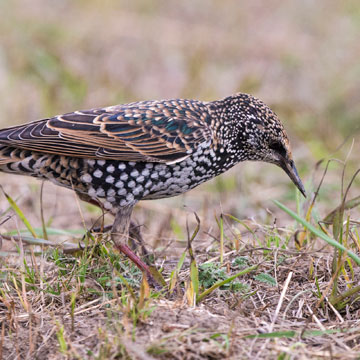 Common Starling